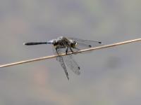 Östliche Moosjungfer Libelle Männchen